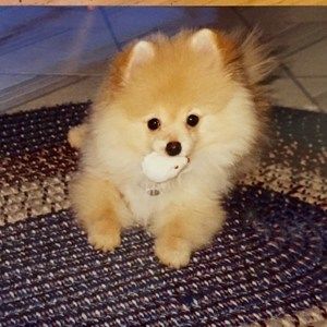 Meet your Posher, Benny